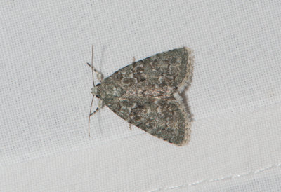 Nyctobrya muralis ( Murlavfly )