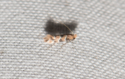 Phyllonorycter trifasciellus ( Kaprifolguldmal )