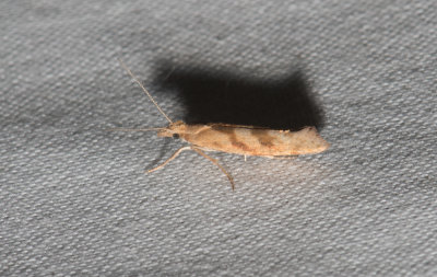 Ypsolopha sylvella ( Skogsekshstmal )