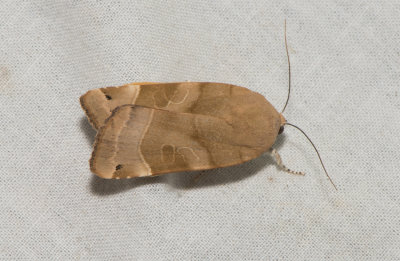 Noctua fimbriata ( Bredbandat bandfly )