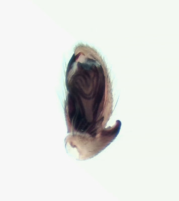 Clubiona brevipes ( Eksckspindel )