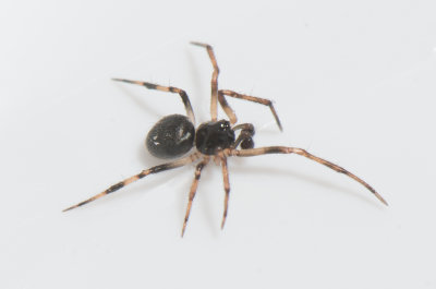 Ransvik Skne 28.5-19 adult male