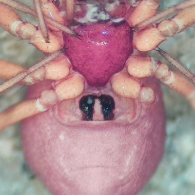 Linyphiidae Epigyne