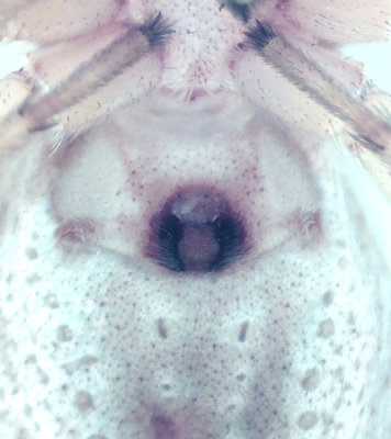 Philodromidae epigyne