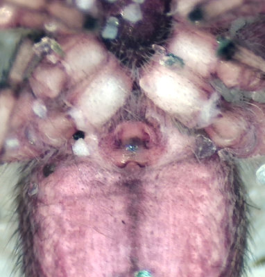 Dendryphantes rudis ( Barrhoppspindel )