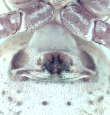 Xysticus cristatus ( Fältkrabbspindel )