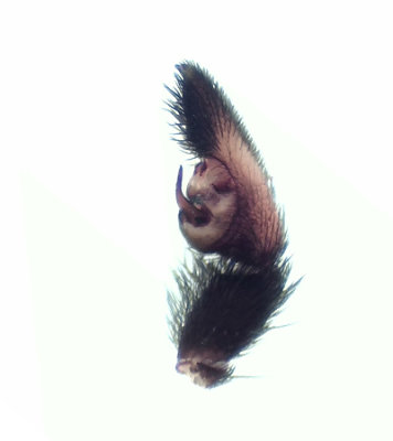 Ransvik Skne 28.5-19 palpe adult male