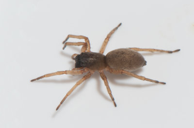 sterngsvgen Halland 16.8 adult female