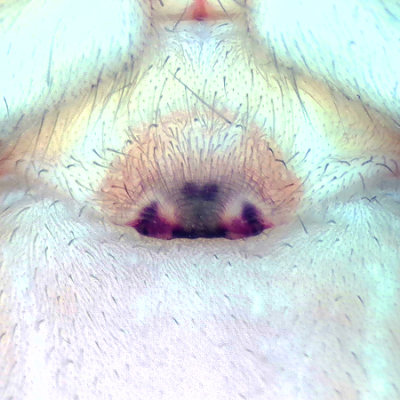 sterngsvgen Halland 16.8 epigyne adult female