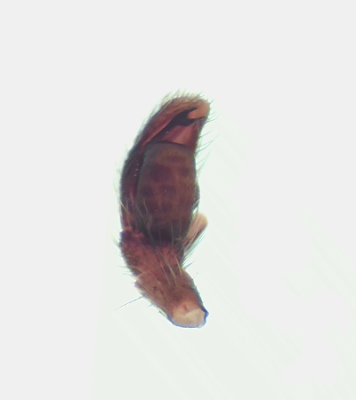  Salticus cingulatus ( Stamhoppspindel )