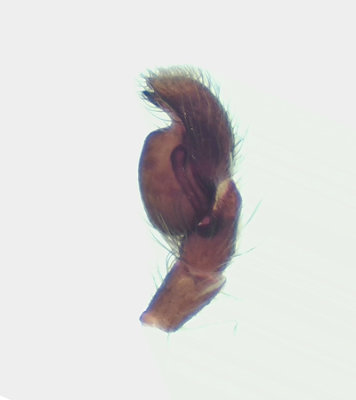 Salticus cingulatus ( Stamhoppspindel )