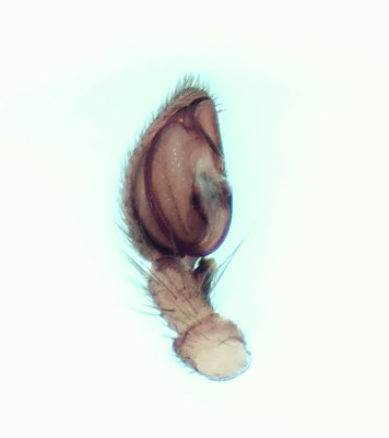 Miturgidae palpe