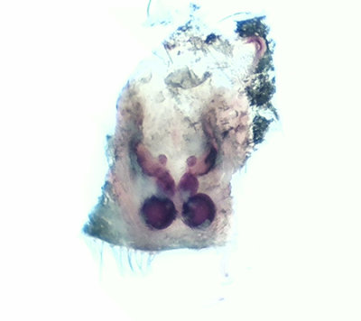 rnshalvn Halland 1.6-19 vulva adult female