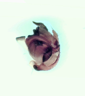 Subbe Halland 20.8-19 palpe adult male
