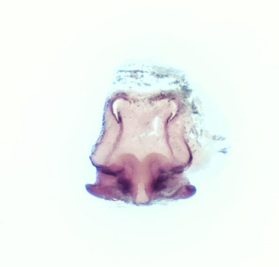 rnshalvn Halland 1.6-19 vulva adult female