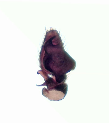 Heliophanus dampfi ( Sammetshoppspindel )
