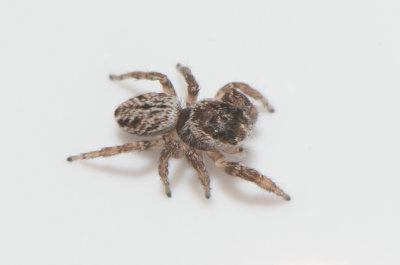 Smårismossen Halland 3.8-19 adult female