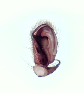 Clubiona comta ( Broksckspindel )