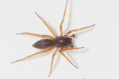 Hgryd Halland 30.4-19 adult male