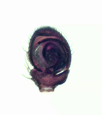 Ozyptila scabricula ( Smutspaddspindel )
