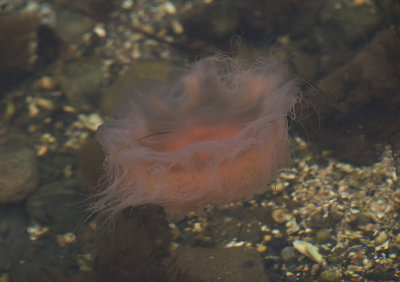 Cyanea capillata ( Rd brnnmanet )