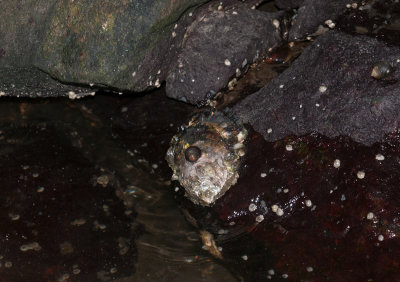 Crassostrea gigas ( Japanskt jtteostron )