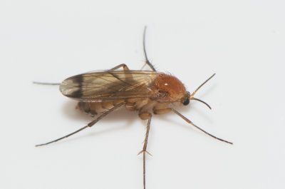 Mycetophilidae_sp