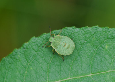 Palomena prasina ( Grön bärfis )