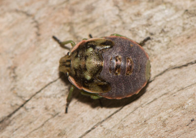 Chlorochroa juniperina ( Grön enbärfis )