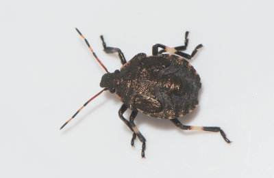 Picromerus bidens ( Spetsrovbärfis )
