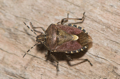 Dolycoris baccarum ( Hrig brfis )