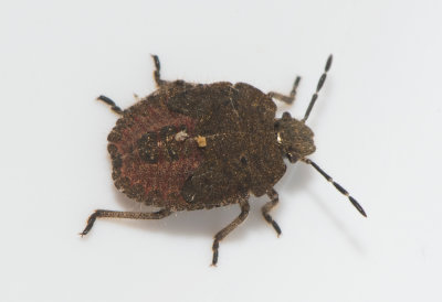 Dolycoris baccarum ( Hårig bärfis )