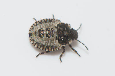 Pentatoma rufipes ( Rödbent bärfis )
