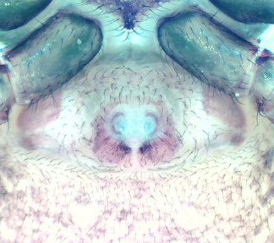 Smrismossen Halland 5.10-19 epigyne adult female