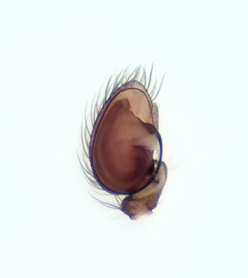 Hahnia nava ( Hedpanspindel )