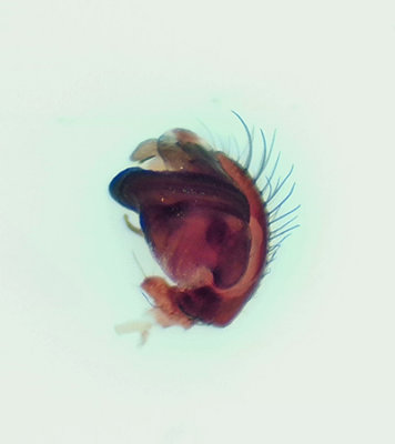 Hypsosinga albovittata ( Flckglansspindel )
