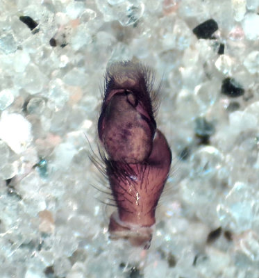 Salticus scenicus ( Sebraspindel )