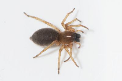 sterngsvgen Halland 10.6-19 adult female