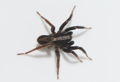 Hedemarksvgen Vstmanland 20.5-19 adult male
