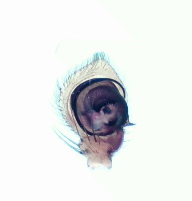 Xysticus ulmi ( krrkrabbspindel )
