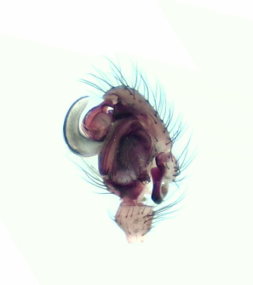 Gamlens vg Halland 15.10-19 palp adult male