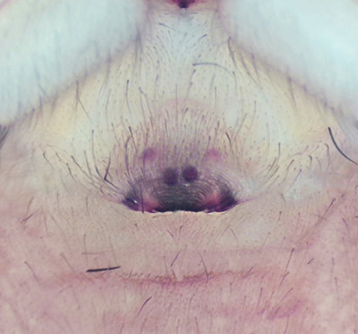 Gamlens vg Halland 15.10-19 epigyne adult female