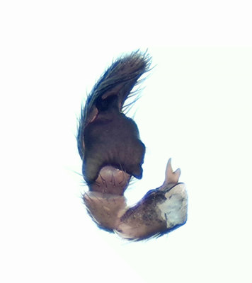 Grustaget Vstmanland 19.5-19 palp adult male