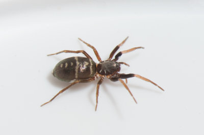 Grustaget Vstmanland 19.5-19 adult female