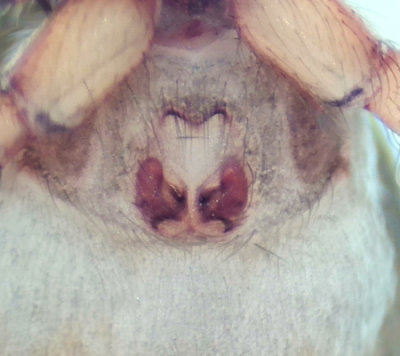 Grustaget Vstmanland 19.5-19 epigyne adult female