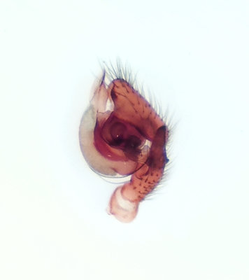 Gnathonarium dentatum ( Stortandsdvärgspindel )