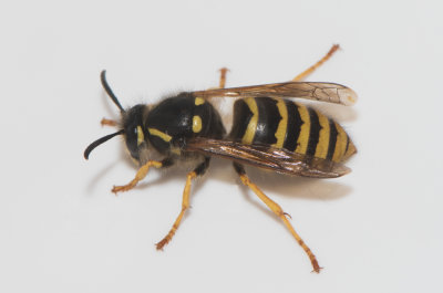 str Halland 2.6-19 male