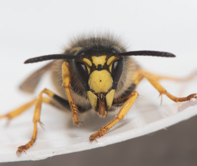 str Halland 2.6-19 male