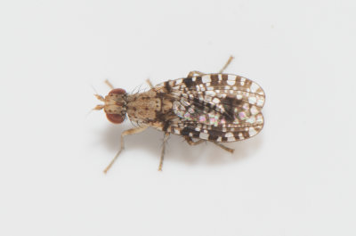 Trypetoptera punctulata