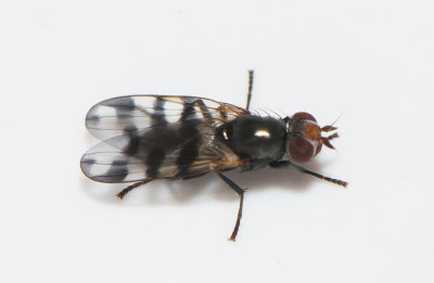 Vstgtagatan Halland 23.5-19